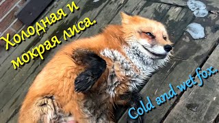 Алиса лиса Сушка лисы Drying a fox [upl. by Steffie]