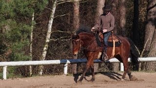 Équitation éthologique  En Selle  Pas Trot amp Galop [upl. by Nwahsem]