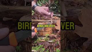 BEST Bird Feeder for Bushcraft Enthusiasts [upl. by Notniuqal867]