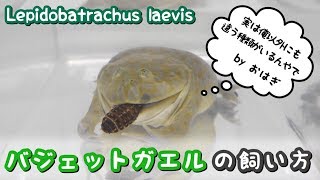 バジェットガエルの飼い方（マルメタピオカガエルLepidobatrachus laevis） [upl. by Suh]