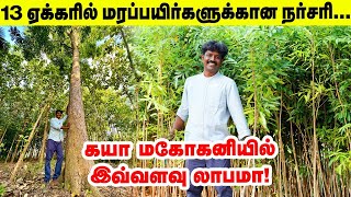 ஏக்கருக்கு 750 கயா மகோகனி 8 வருடத்தில் பலே லாபம்  khaya mahogany  Pasumai Vikatan [upl. by Keeton]