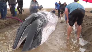 la ballena varada en Punta del Moral Whale stranded in Punta del Moral Spain [upl. by Snej]