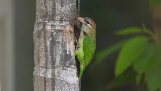 White Cheeked Barbet [upl. by Nomrac]