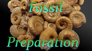 Remove clay from ammonites [upl. by Samella]