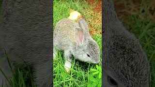 rabbit viralshort learning trendingshorts animals shortvideo viralvideo animalnames song [upl. by Ynaoj551]