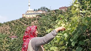 Köyde Yaşam  Semiz Otu  Üzüm Yaprağı  Komposto Eriği [upl. by Seravat]