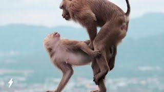 Unexpected Playfulness A Young Monkey Interrupts Mating Ritualquot [upl. by Anamuj]