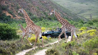 Gondwana Game Reserve Mossel Bay South Africa [upl. by Jannery]