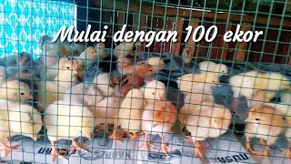 Persiapan pelihara 100 ekor ayam kampung pemula [upl. by Fisoi648]