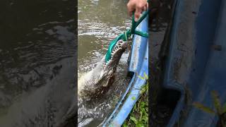 Crocodile Attacks garden Hose shorts short crocodile animal wildlife nature reptiles [upl. by Catton519]