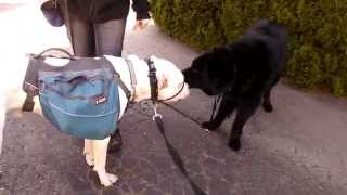 Dogo Argentino and Shepherd Mix [upl. by Maier]