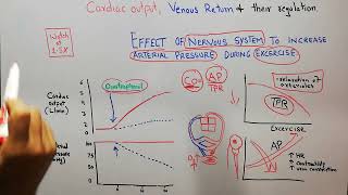 CVS 170  How nervous system increases arterial pressure during exercise [upl. by Odrawde]