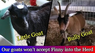 Trying to introduce our Fainting goat in with the rest of our goats [upl. by Senn]