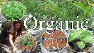 Small Space Organic Garden l Application of organic fertilizer Vermicast amp Grass Tea [upl. by Kruter]