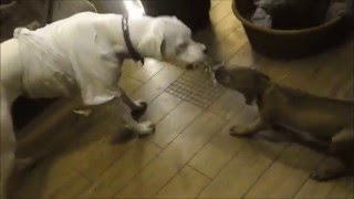 Rhodesian Ridgeback VS Dogo Argentino Real Fight  Dogo Argentino VS Rhodesian Ridegback [upl. by Ries651]