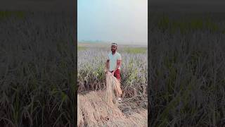 Dhan ki katai youtubeshorts villagecomedyvidios funny [upl. by Angadreme79]