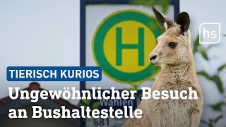 Unglaublich Känguru wartet an hessischer Bushaltestelle  hessenschau [upl. by Pearson]