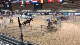 Master AFET  Equita Lyon 2023  Ranch sorting  Go 1 [upl. by Brass]