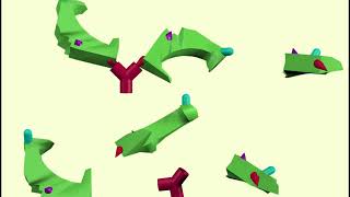 monoclonal vs polyclonal antibodies [upl. by Eiramanna911]