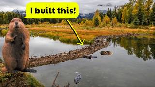 How Do Beavers Build a Dam [upl. by Bloch866]