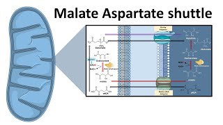 Malate aspartate shuttle system [upl. by Sinnoda]