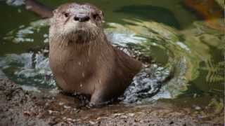 Molalla the Baby River Otter Learns to Swim [upl. by Fabiolas]