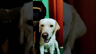 Kokila bhen nai banegi sabgi funny comedy dog labrador youtubeshorts shorts trendingshorts [upl. by Secilu473]