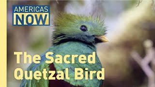 The Sacred Quetzal Bird Facing Extinction and the Need for Protection [upl. by Rosemary]