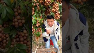 Macadamia Nuts 🥜🥜 Harvesting from Farm With Beautiful Fruit Garden 🏡 shorts youtubeshorts [upl. by Eelrak]