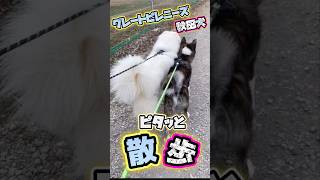 【超大型犬•大型犬の散歩をしてみた結果…やたらとピタッとして可愛いかった🐻‍❄️🐯💨】 shorts [upl. by Weisman833]