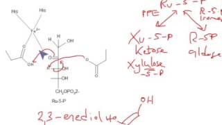 CHEM 407  Pentose Phosphate Pathway  Phosphopentose EpimeraseRibose5Phosphate Isomerase [upl. by Haberman213]