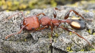 Muscleman Tree Ants Mesmerizing timelapse  2 Hours in 2 MIN [upl. by Casanova378]