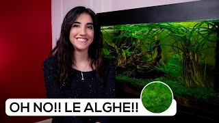 ALGHE in ACQUARIO  I MOTIVI del loro SVILUPPO [upl. by Asyle]