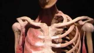 Body Worlds at the Singapore Science Centre [upl. by Namrac]