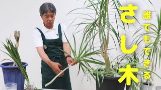 【観葉植物】おしゃれインテリアにおすすめ！簡単な挿し木や管理方法をご紹介！ドラセナコンシンネ [upl. by Abijah]