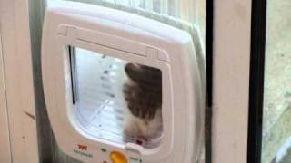 No magnetic catflap will stop me [upl. by Aehc]