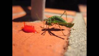 Punktierte Zartschrecke  Speckled bushcricket Leptophyes punctatissima [upl. by Arahas]