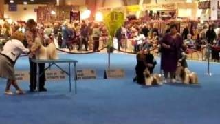 AKC Eukanuba National Championship 2010 Shih Tzu Best Of Opposite CH Chenilles Hearts On Fire Jema [upl. by Inimak348]