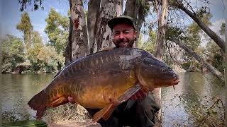 Carpfishing Guadiana la revancha [upl. by Nesyaj]