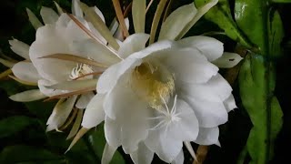 Rare flower species  Blooming of Nishagandhi  Brahma Kamal  Queen of the Night [upl. by Ycats]