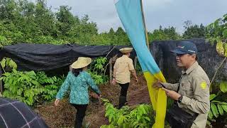 GERAKAN MENANAM TANAMAN HORTIKULTURA [upl. by Einnej123]