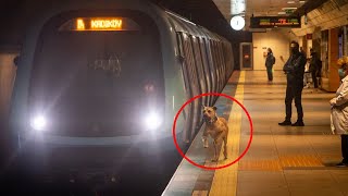 A dog takes the subway every day and a man puts a tracker on him [upl. by Gninnahc]