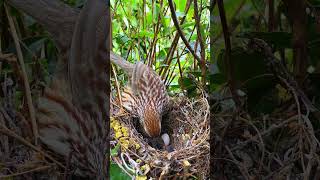 To feed the little cuckoo mother took the extra eggs  birdphotography  wildlife zero distance [upl. by Ilona617]