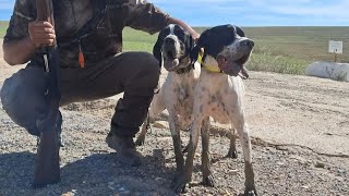 🔥🔥Caza de perdiz roja salvaje🔥🔥con cachorro de pointer inglés Apertura veda 20102024 [upl. by Dusty]