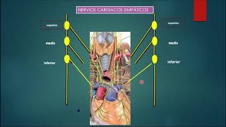CORAZÓN INERVACIÓN NERVIOS Y PLEXOS CARDIACOS [upl. by Rumney]