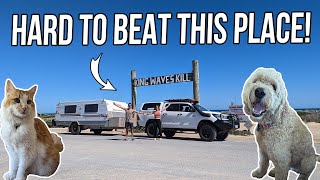 Is this Central WAs BEST offgrid petfriendly beach destination Quobba camping with dog amp cat [upl. by Trust806]