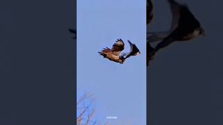 Peregrine Falcon science sciencefacts [upl. by Letrice]