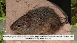 Hantavirus [upl. by Baalman]