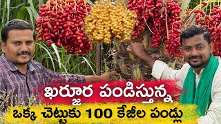 ఖర్జూర పండిస్తున్నం Kg ₹100 అమ్ముతున్నం  Dates Farming  రైతు బడి [upl. by Tarrah214]