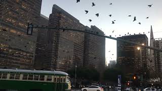 Crows raging havoc on historical trolley to Fishermans Wharf San Francisco [upl. by Tezzil713]